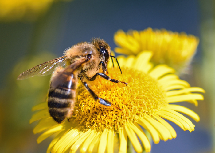 bioróżnorodność zapylanie pszczoła