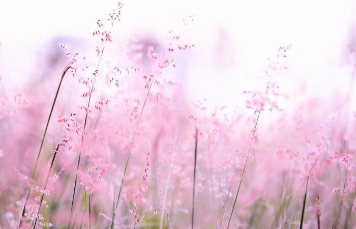 #czarnapszczoła #Zadrzechniafioletowa #Xylocopaviolacea
